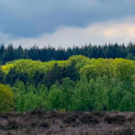 Zenz coaching, contact