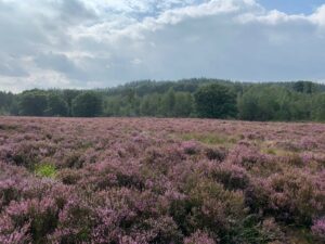 Zenz coaching, zomer